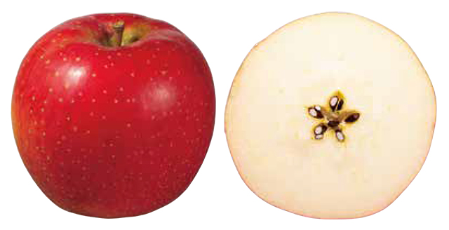 蜜入りりんごの女王品種は これであなたもりんご通 だんめん図鑑 小学館hugkum
