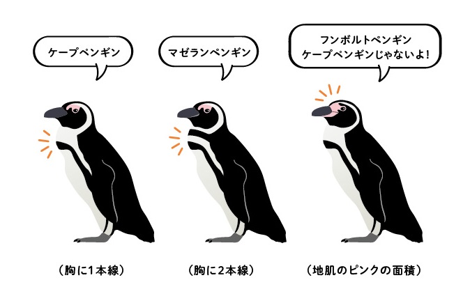２羽のペンギンの違い わかりますか 生き物への興味を育むペンギンカードゲーム Kitte Otte 小学館hugkum