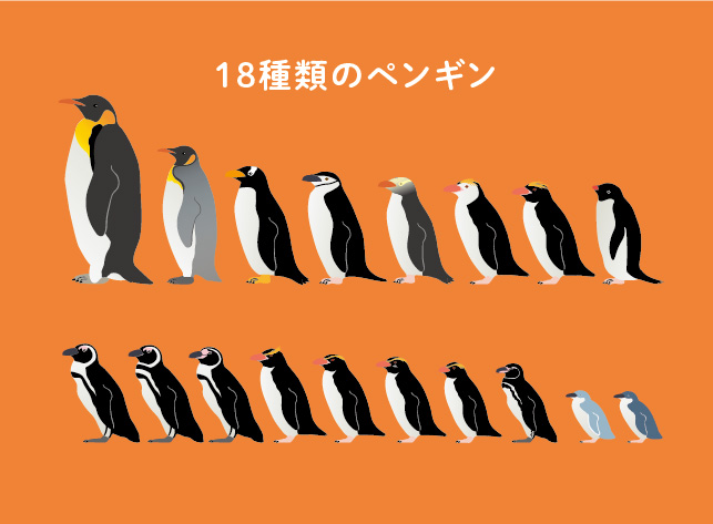 ２羽のペンギンの違い わかりますか 生き物への興味を育むペンギンカードゲーム Kitte Otte Hugkum 小学館公式