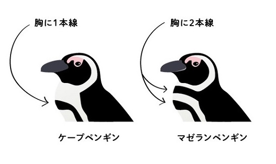 ２羽のペンギンの違い わかりますか 生き物への興味を育むペンギンカードゲーム Kitte Otte 小学館hugkum