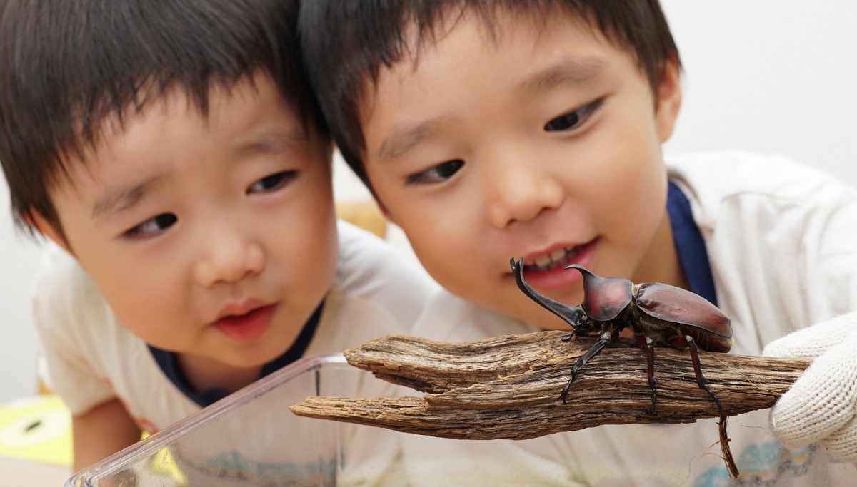 カブトムシの餌は何をあげたらいい 幼虫の餌や向かないもの 作り方 あげ方をレクチャー Hugkum はぐくむ