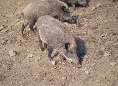亥の子とはどんな行事 由来や歴史 亥の子餅の作り方や亥の子唄 亥の子祭りについて解説 Hugkum はぐくむ