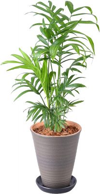 観葉植物の種類や名前図鑑 初心者向けのおしゃれなものや 大きい ミニサイズ 木の種類のおすすめ Hugkum はぐくむ