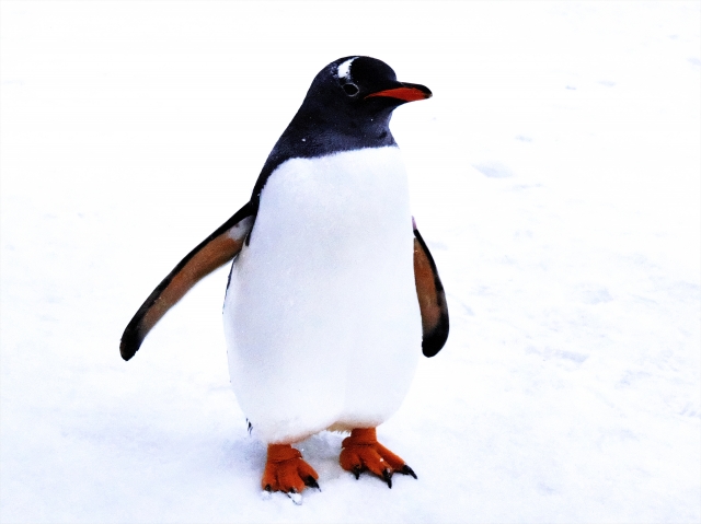 キャラクター ペンギン Penguin (character)