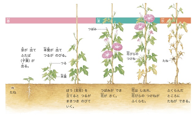 アサガオの花の咲く順番は上から 下から どちらが先かな 子ども向け 季節の知っ得クイズ Hugkum はぐくむ 2ページ目