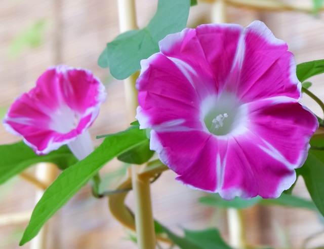 アサガオの花の咲く順番は上から？ 下から？どちらが先かな。【子ども