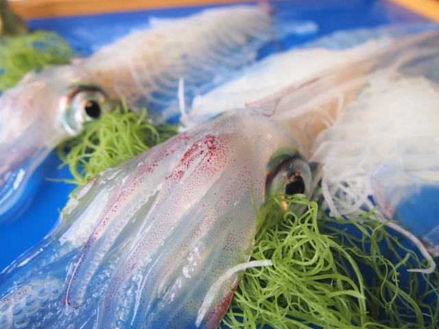 イカの冷凍保存方法 解凍後は刺身で食べても良い さばき方からボイル後の冷凍方法まで Hugkum はぐくむ