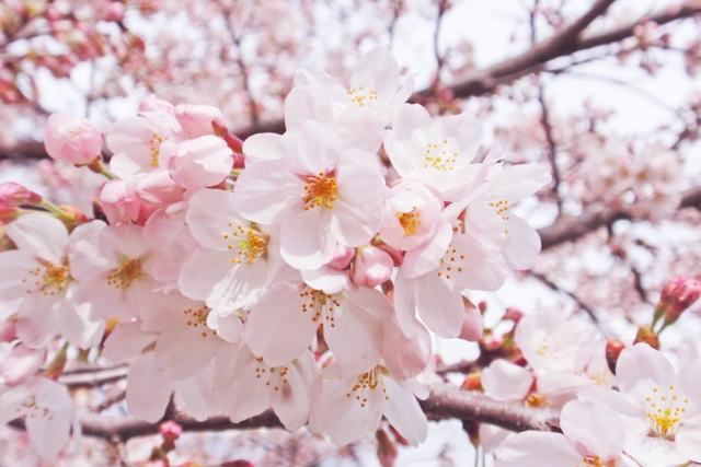名づけ 古風で美しい名前 さくら を徹底解説 桜 以外に使える漢字は Hugkum はぐくむ