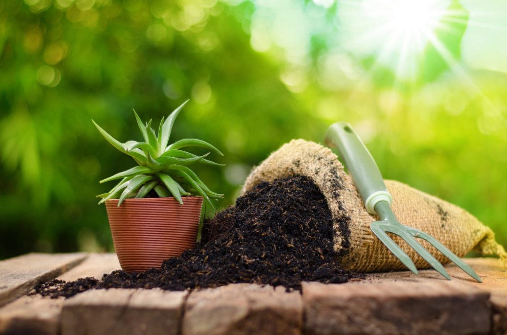 多肉植物の土は園芸用の土と違うの？ 選び方や土なし＆土以外で育てる方法、おすすめの土をチェック | HugKum（はぐくむ）