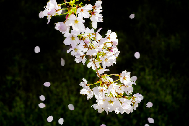 諸行無常 の対義語ってわかる 英語で言える 類語や言い換え表現もどっさりチェック Hugkum はぐくむ