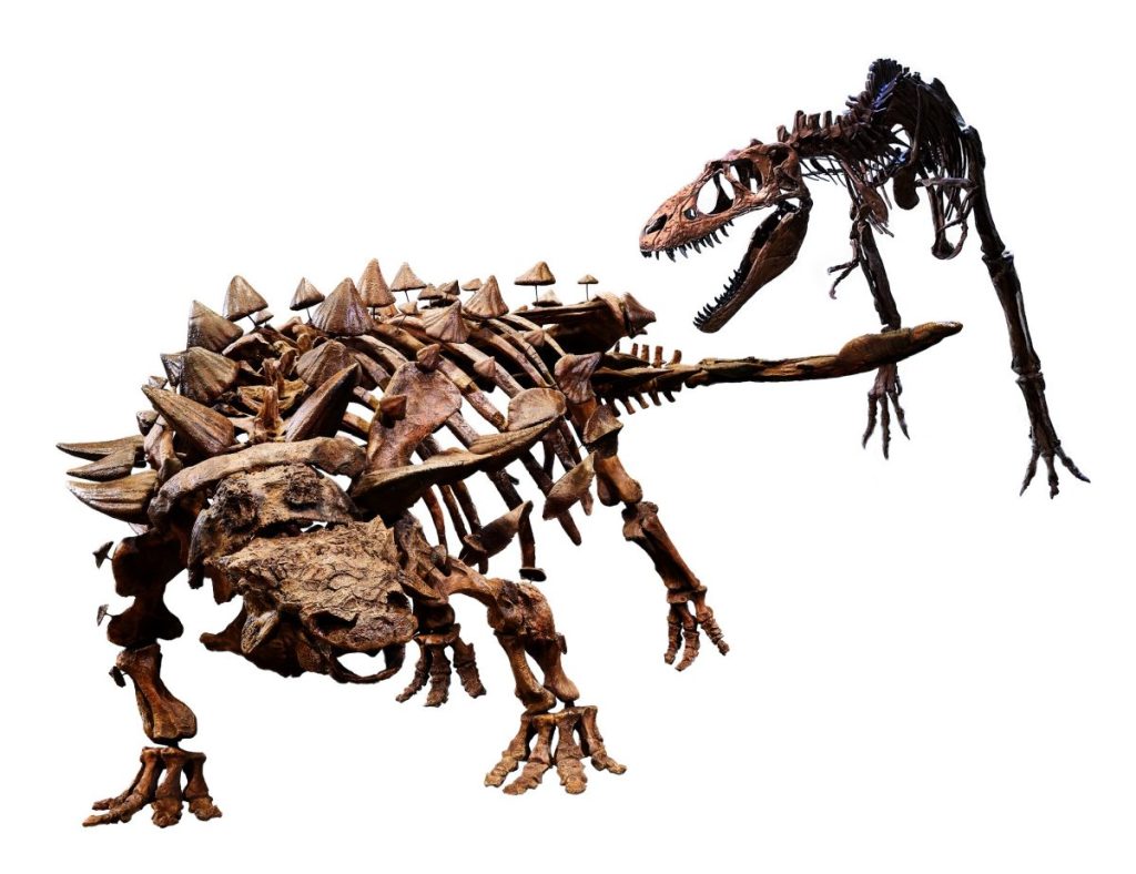 恐竜博 ブラキオサウルス (約960ｇ) 唯一のサイト