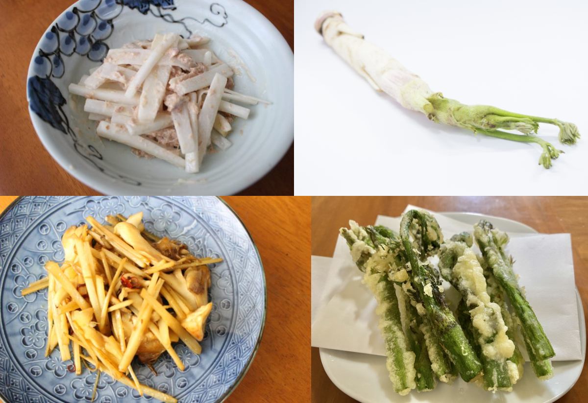 うどの食べ方レシピ _ 天然ウドの食べ方 – ZSCCP