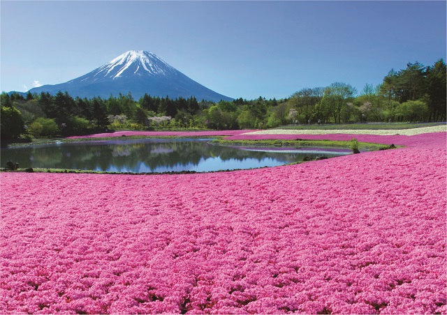 最新の開花情報は富士本栖湖リゾートの公式インスタグラム（https://www.instagram.com/fujimotosuko/）をチェック！