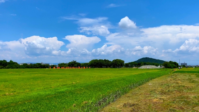 藤原宮跡は南北約600m、東西約240mにおよぶ、日本で最大規模の朝堂院の遺構。