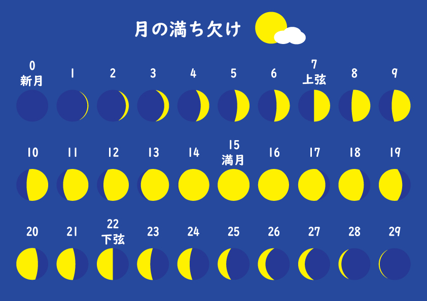 新月から７日目で上弦の月になり、15日目で満月、それ以降欠けはじめて、22日で下弦の月となってから再び新月になる。