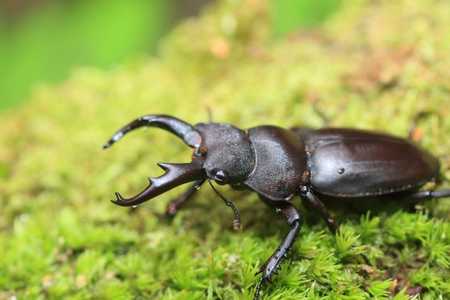 昆虫類」はどう見分ける？ 全生物の4分の3を占める虫たちの歴史・特徴・成長の仕方をまとめて解説 | HugKum（はぐくむ）