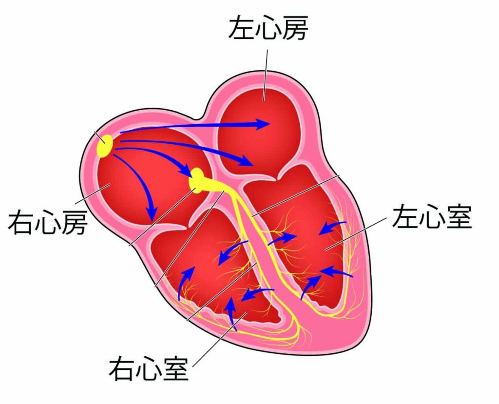 「心室と心房」心臓の部屋の違い