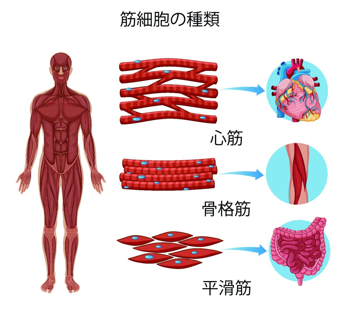 筋細胞の種類