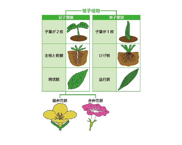 合弁花」「離弁花」ってどう違うの？ 共通点は？ 花のつくりから植物の分類について考えよう | HugKum（はぐくむ）