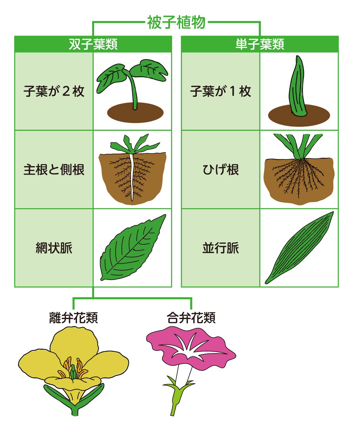 被子植物の分類図。合弁花・離弁花はともに被子植物の双子葉類に属する。