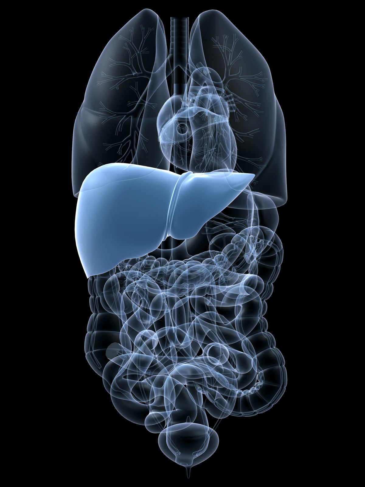 肝臓の位置。本人から見て腹部の右上、横隔膜の下にある。