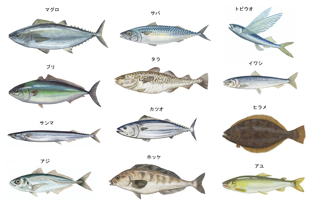 分類学上「魚類」は存在しない？ 学問上の定義と一般的な認識について ...