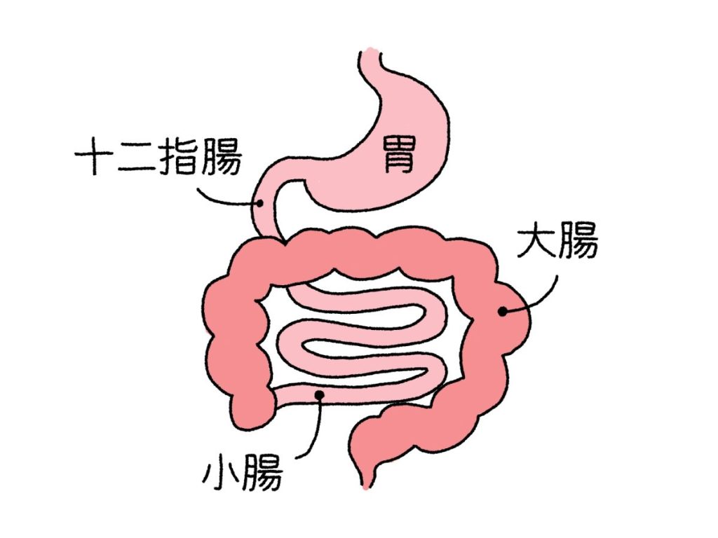 食べ物は、胃の収縮と消化液によって、ドロドロの状態になり、小腸で栄養素が吸収され、大腸で水分が吸収されて便となります。