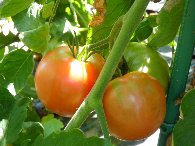 日当たりの加減と節水栽培でトマトの糖度をあげることができる
