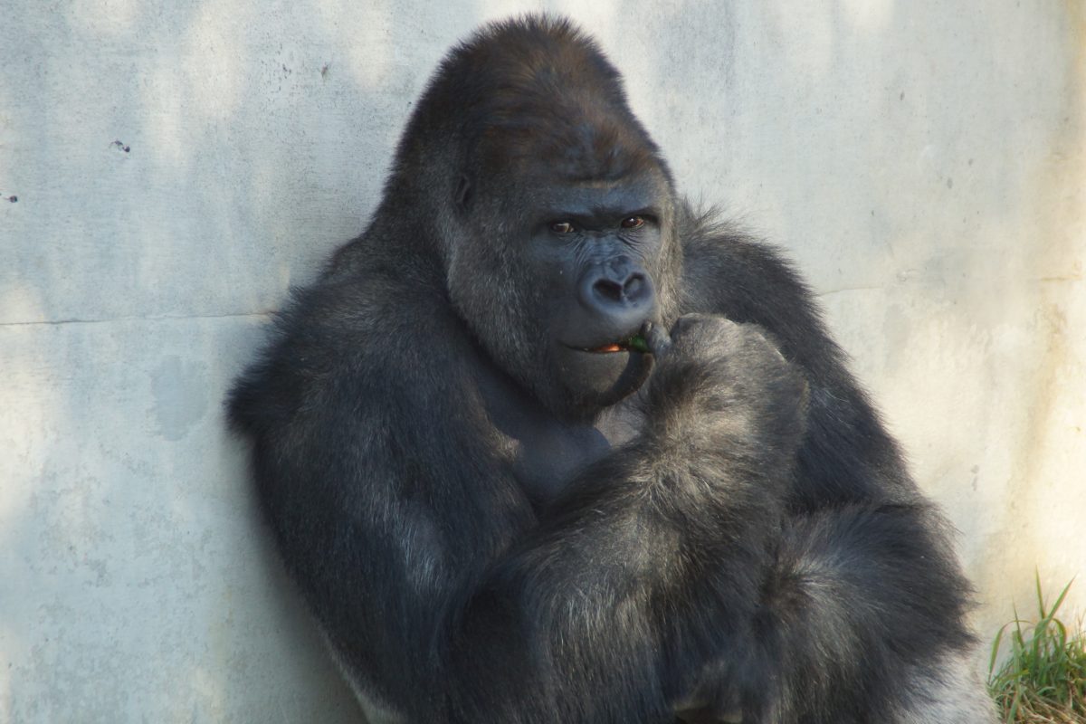 人気ゴリラ「シャバーニ」QUOカードが当たるキャンペーンが話題