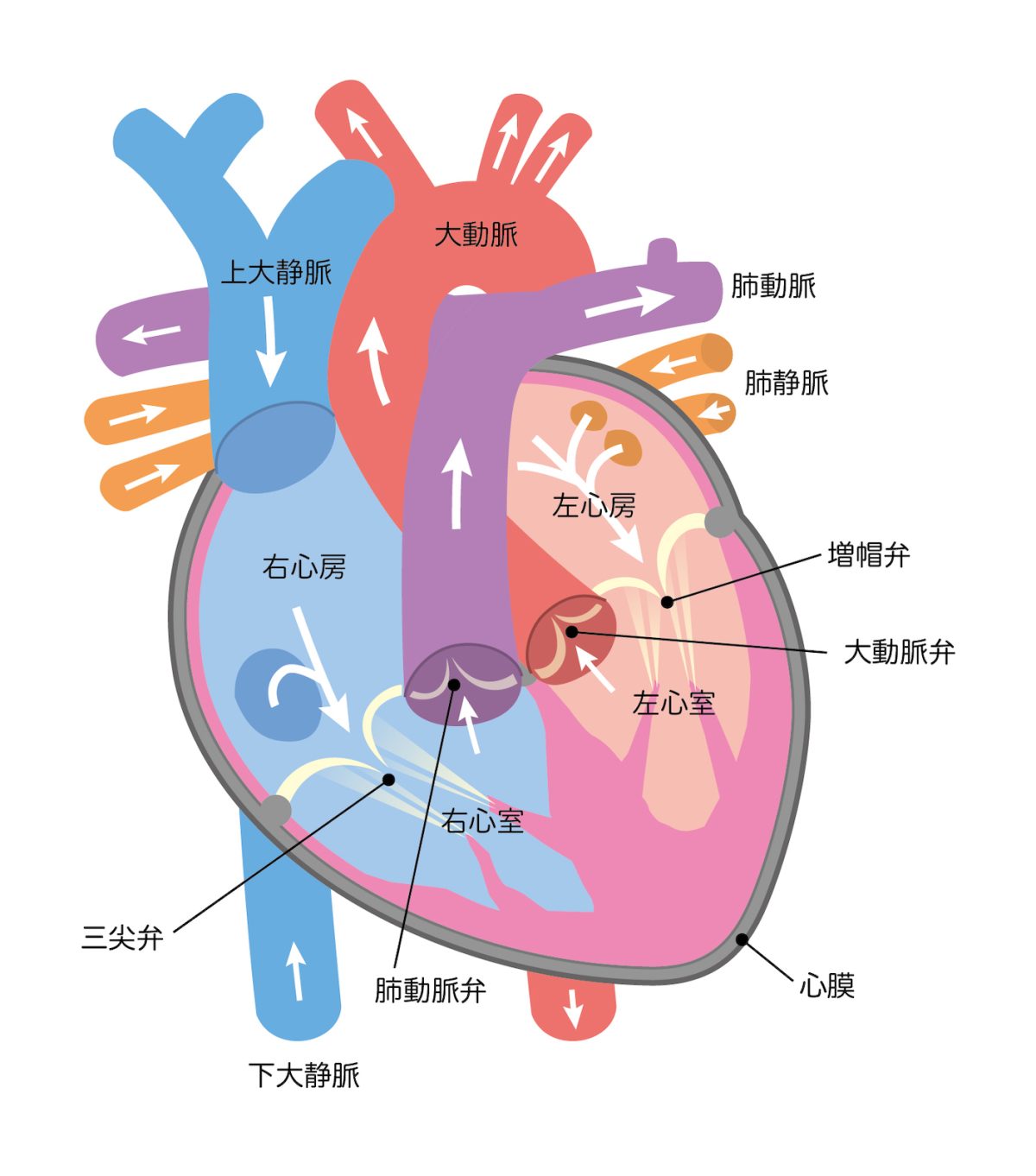 心臓は、右側と左側で働きが違い、右側は肺に血液を送り、左側は全身に血液を送る役目がある