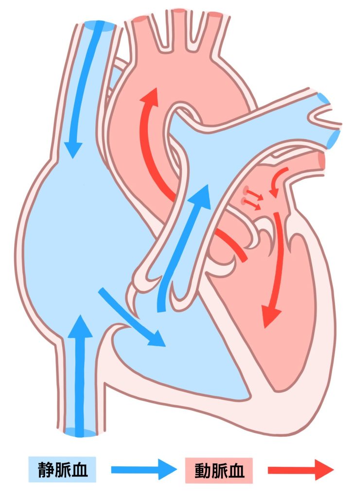 酸素は、心臓のポンプ作用で血液に乗り、毛細血管の薄い血管の壁を通って体中に届けられます