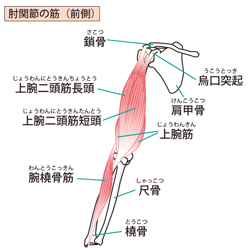 関節を動かすための筋が多く見られるヒジ関節の筋。