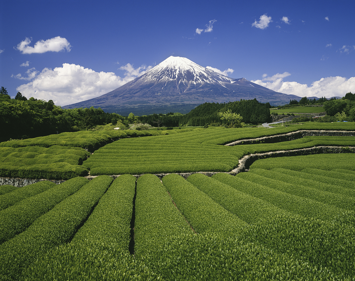 山梨といえば富士山や茶畑が有名