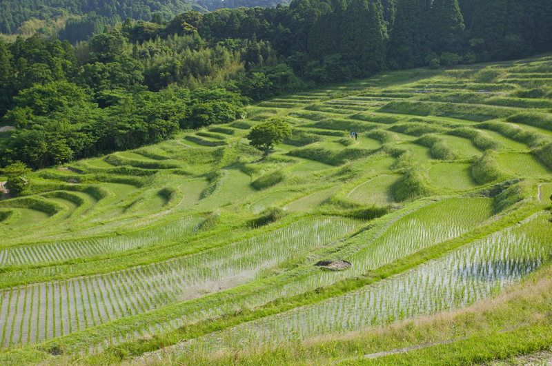 大山千枚田