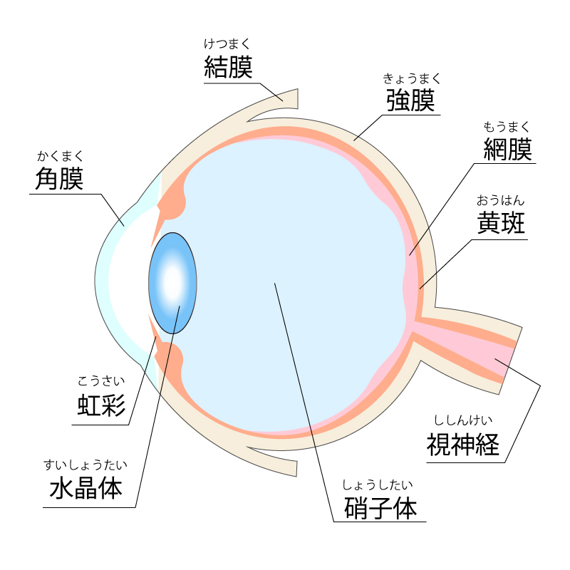 眼球の後面にある壁の部分の内側にあるのが網膜。