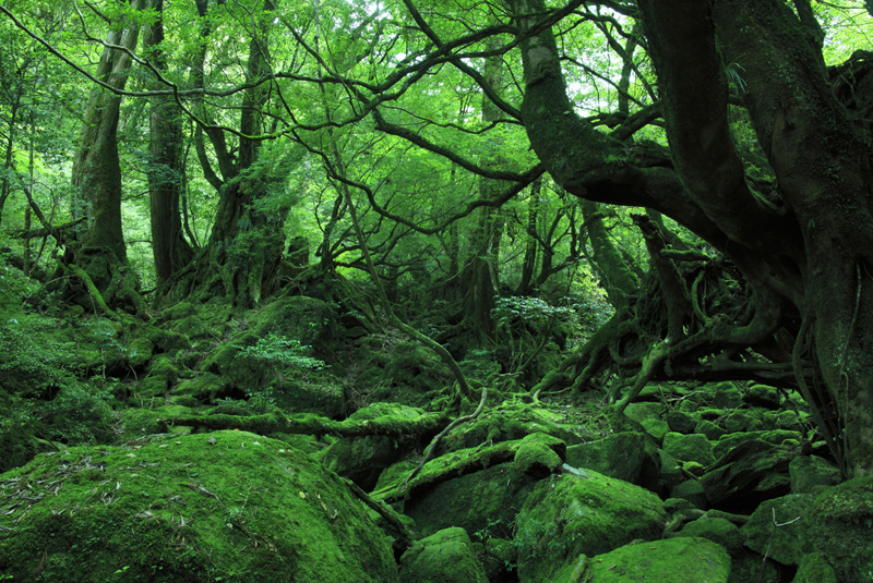 屋久島