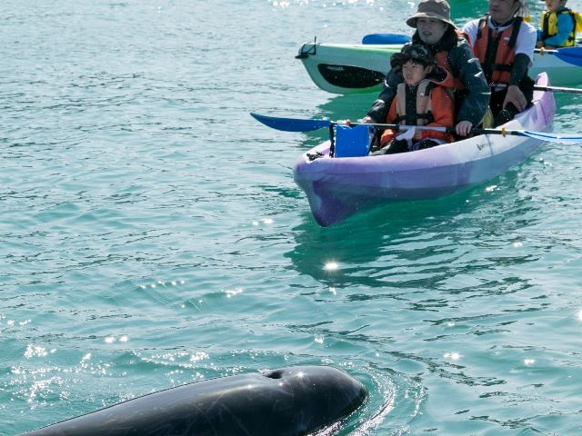イルカが見れるかも カヤック体験 太地町 　イメージ写真