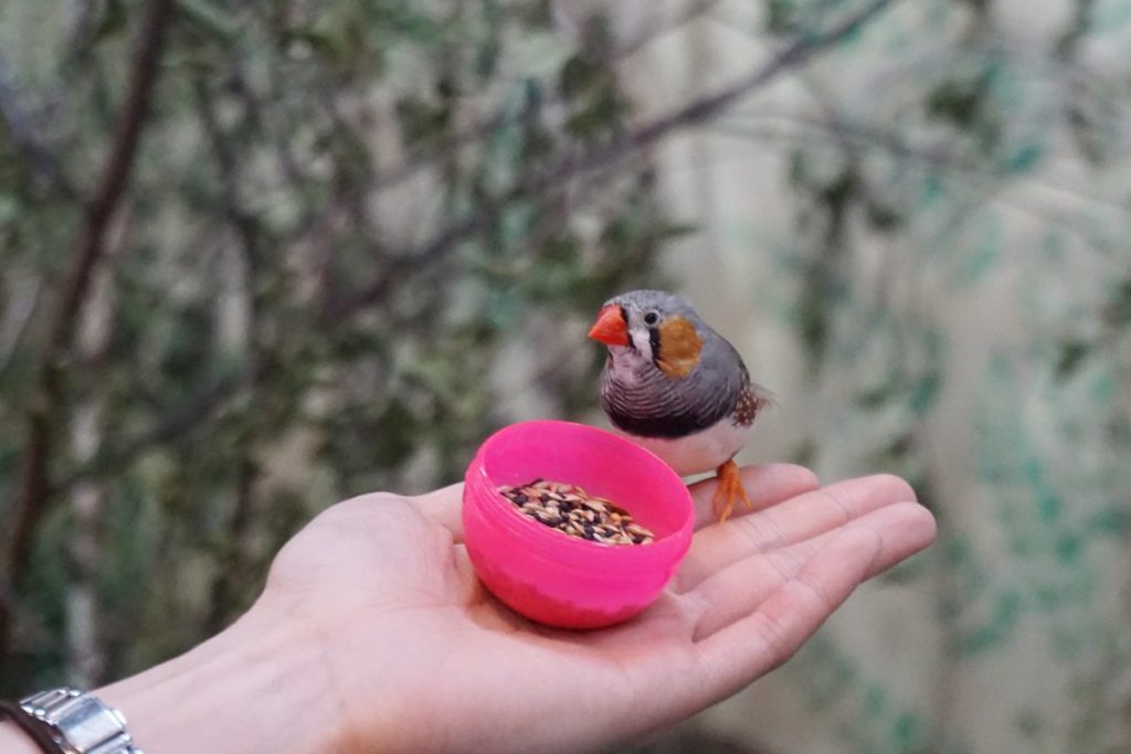 鳥のエサやり