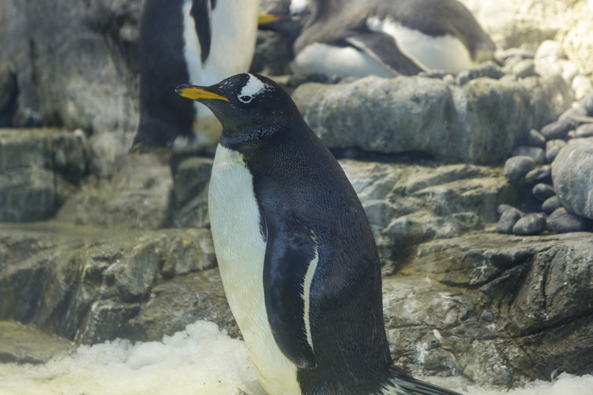 ジェンツーペンギン