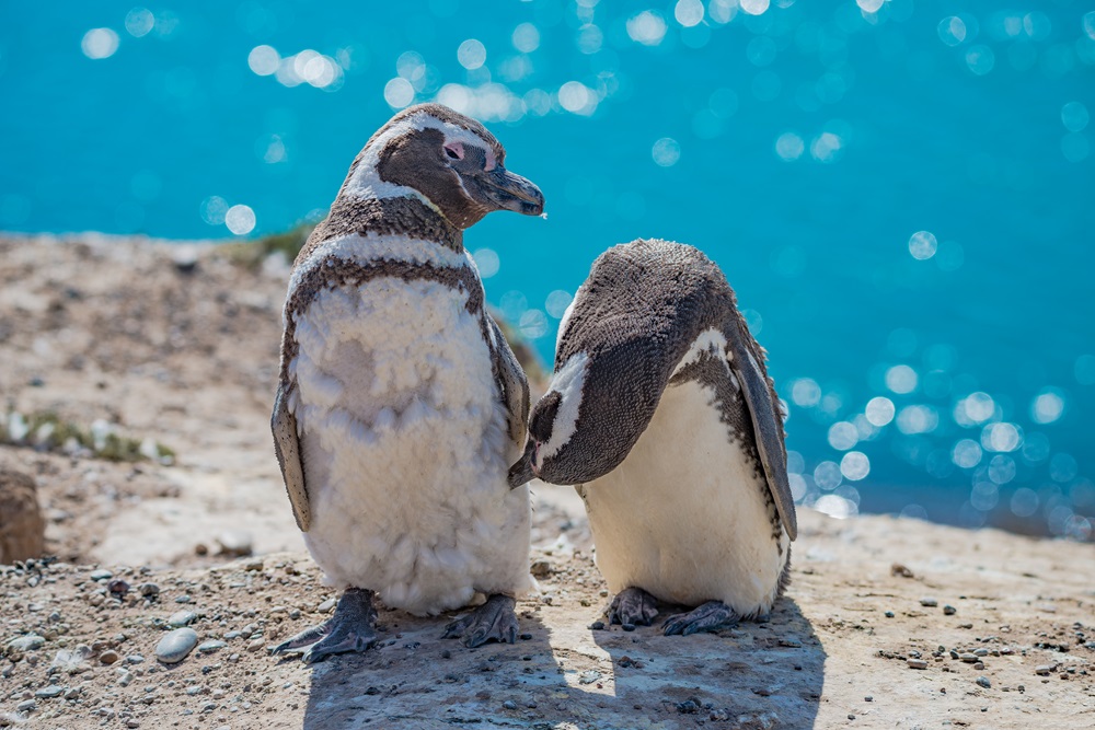 マゼランペンギン