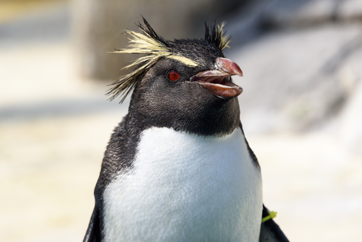 イワトビペンギン