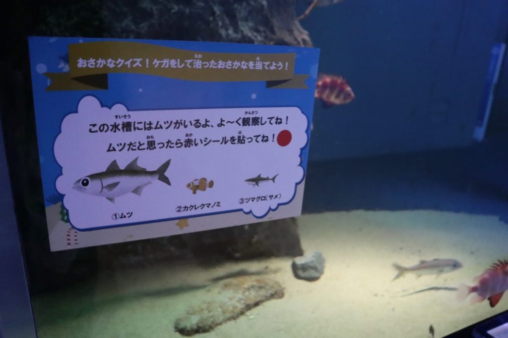 ムツの展示水槽