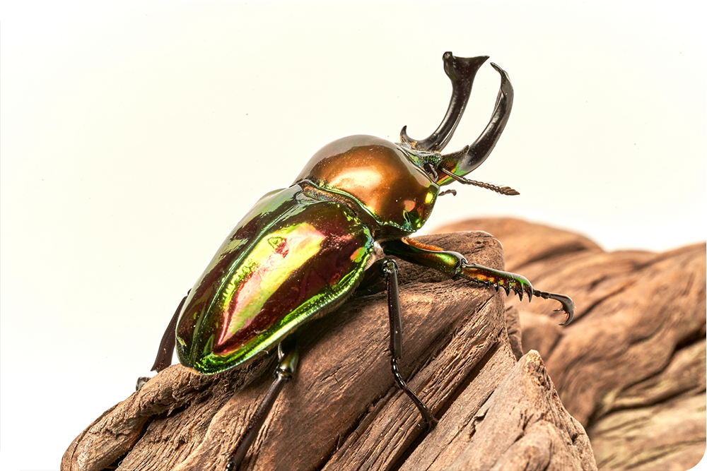 ヘラクレスオオカブト激安 イベントなどに！カブトムシクワガタ 超レア昆虫「ヘラクレスオオカブト」をゲットできる体験型イベントが8