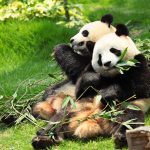 パンダはいま日本に何頭いる？ いつまでいる？ 返還の理由は？ おすすめイベントとスポットもあわせて紹介【10月28日はパンダの日】