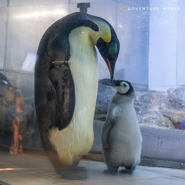 アドベンチャーワールド 冬のナイトサファリ