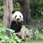 なぜパンダを中国から借りていたの？ パンダ外交の歴史を小学生にも分かるように解説【親子で語る国際問題】