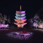 【大河ドラマ『豊臣兄弟！』で話題】秀吉が愛した「醍醐の花見」を親子で体験！ 春の京都・歴史さんぽ