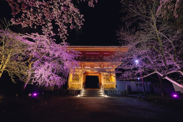 仁王門の先に咲く桜もライトアップされているので、帰り道も華やか。