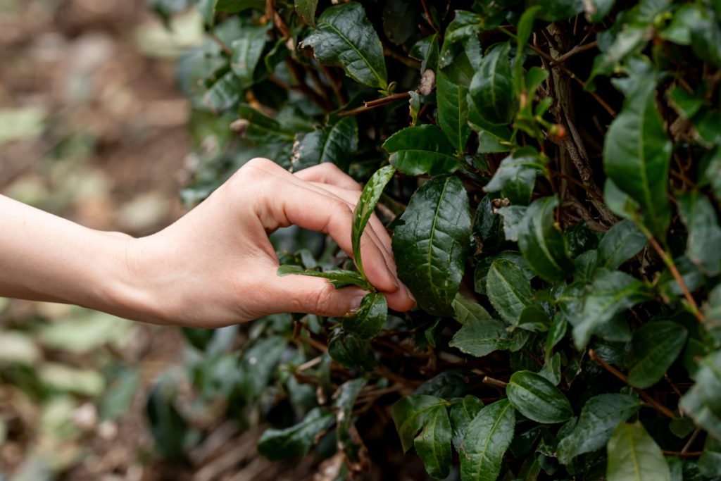 茶葉を摘み取る様子（イメージ）
