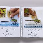 小学5年生の浅野想大さんが数多くのトンボを撮影した圧巻の図鑑！「トンボに興味がない子、苦手な子にもかわいさやキレイさを知ってほしい！」【自由研究コンクール 小学館の図鑑NEO賞】